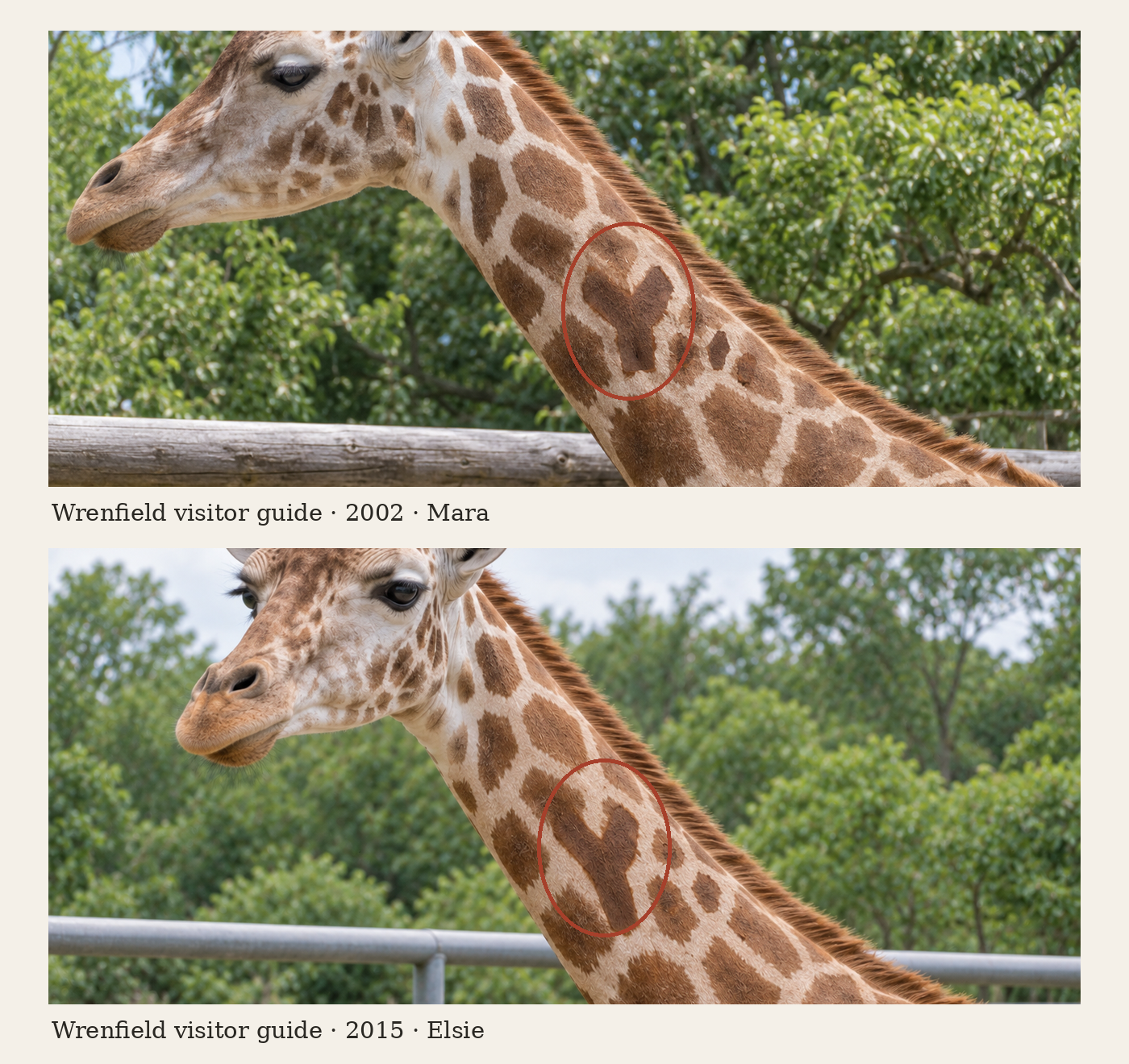 Two Wrenfield guide photographs, from 2002 and 2015. A fork-shaped patch and pale notch look similar; nearby small patches differ. Poses, railing and crops differ.