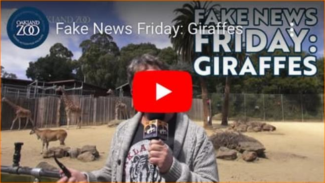 Original Oakland Zoo recording: the presenter stands before the giraffe enclosure.