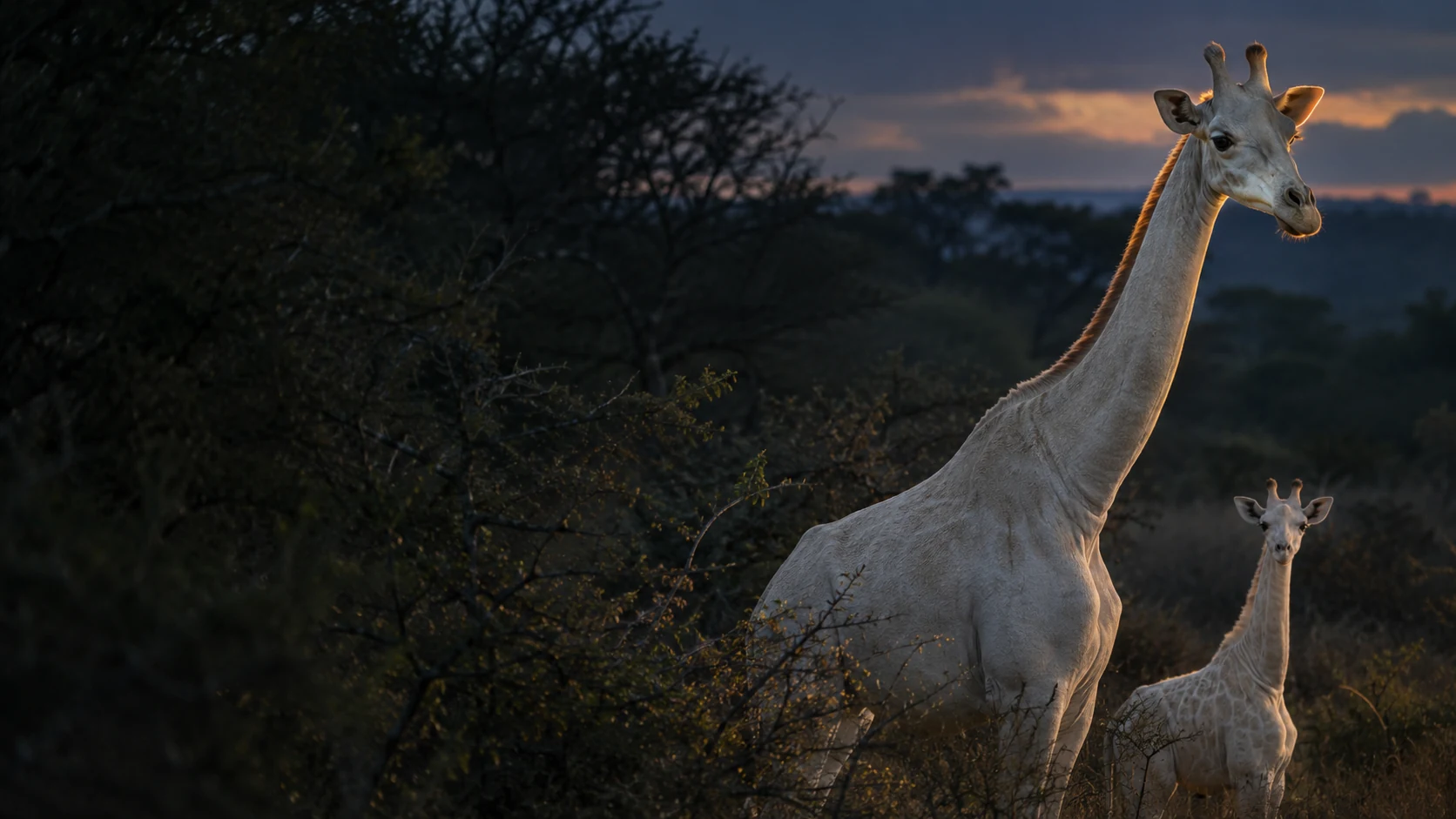 A pale adult giraffe and calf at dusk, with dark thicket to the left.